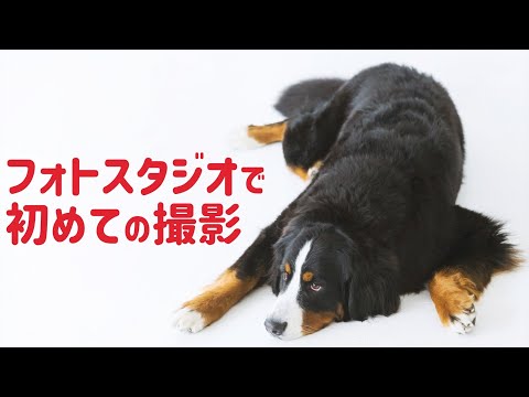 プロのカメラマンに撮影してもらったバーニーズマウンテンドッグ