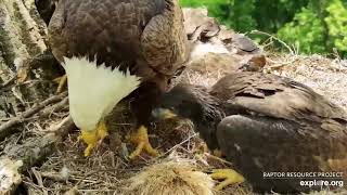 Decorah Eagles 5-25-20, 2:45 pm Eaglet closeups, Mom arrives, feeds