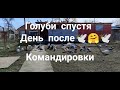 Голуби следующий день после командировки Pigeons the next day after a business trip