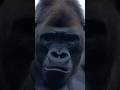 Kiyomasa, a descendant of Shabani