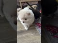 You won't believe how Loyal this Puppy is to his Cat friend. #dog #dogs #dogtrend #puppy #dog