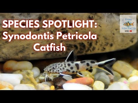 Video: Guida alle specie di pesce gatto di Synodontis