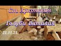 Ст. Архонская голуби Виталия Art. Archon pigeons of Vitaly