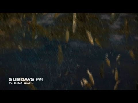 Strangest Weather On Earth: It's Raining....FISH! - YouTube