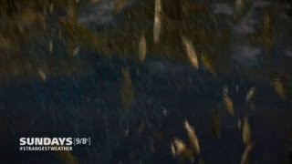 Strangest Weather On Earth Its Raining....fish