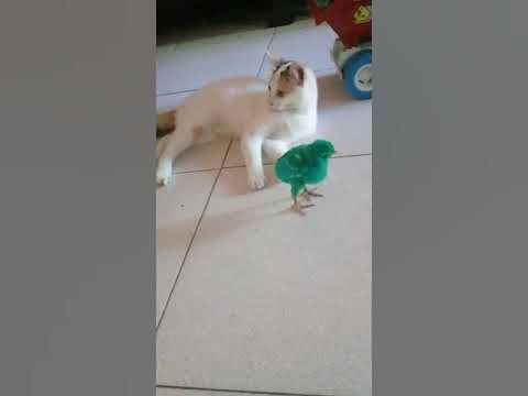 PERTARUNGAN HEBOOOH....!!Anak ayam bisa mengalahkan kucing dengan