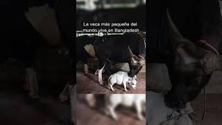La vaca mas pequeña del mundo