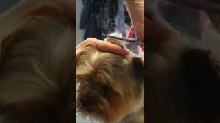 #dog #pets #grooming #yorkie