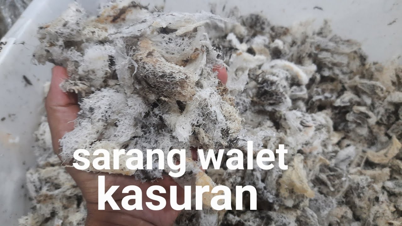 Harga sarang walet jenis kasuran putih