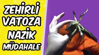 Zehi̇rli̇ Vatozu Balikçi Nazi̇kçe Uğurluyor Bosslayf