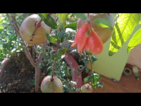 Video: Cách trồng cây lưu ly trong thùng - Chăm sóc cây lưu ly trong chậu