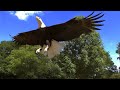 Pastor vinny eagles special