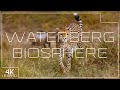 Waterberg Biosphere in 4K | Game reserve in South Africa