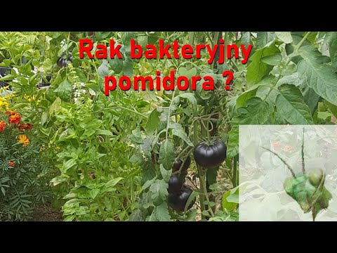 Wideo: Rak Bakteryjny Pomidora