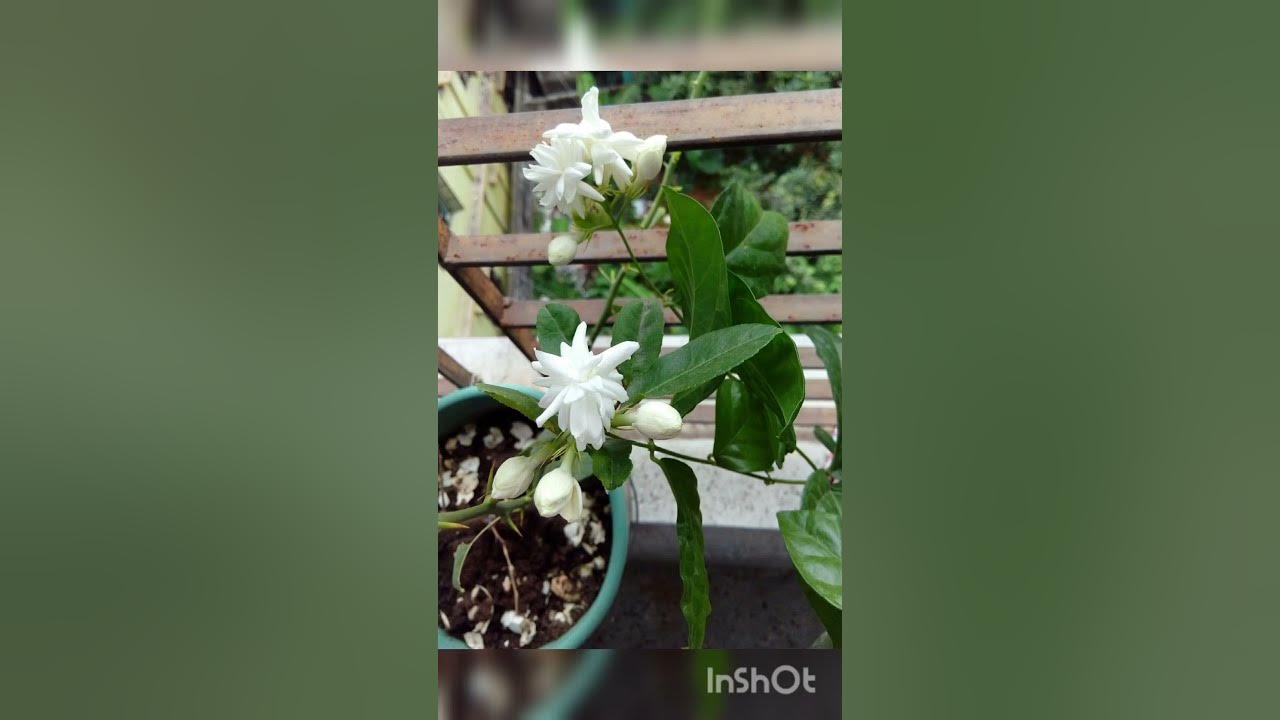 bela-flower-bela-ka-phool-shorts-youtube