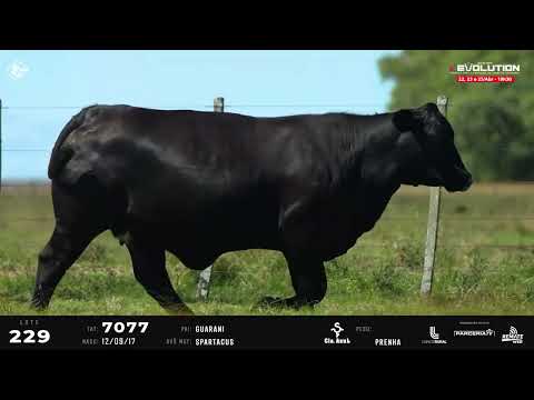 LOTE 229   TAT 7077 F Brangus