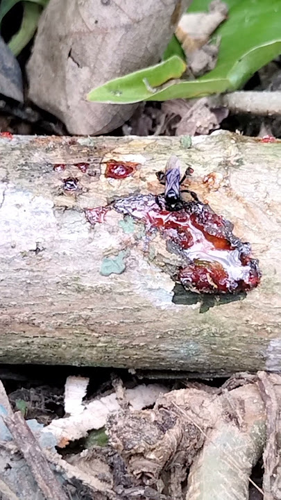 Penampakan lebah trigona itama lagi mengambil resin di kulit kayu lansono.