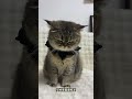 Este gatito parece que no es para meterse con él.