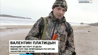 Вести-Хабаровск. Бурый медведь объявился на острове Кабельный