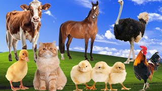 Farm animal sounds - Ostrich, Horse, Cat, Duck, Cow, Chick, Cock - Learning Animals