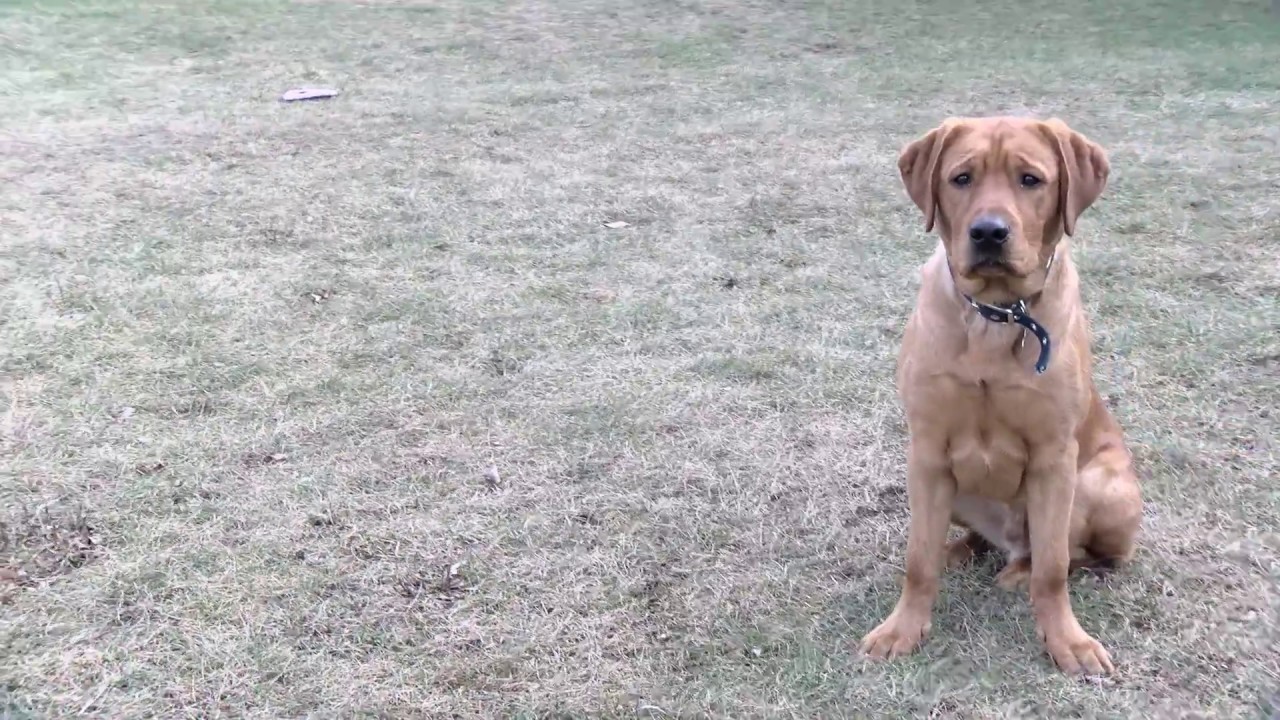 Suburban K9 Dog Training Chance The Lab In Winnetka Illinois YouTube