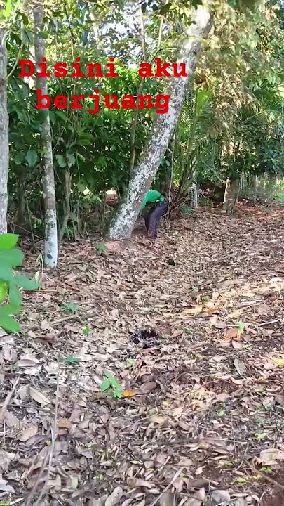 Tebang pohon sono
