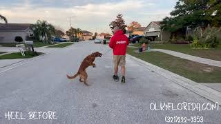 9 Month Old Golden Retriever 'Tommy' | Orlando Dog Trainers | Central Florida Dog Trainers by Off Leash K9 Training Central Florida 76 views 2 months ago 7 minutes, 54 seconds