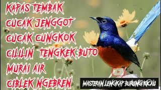 kapas tembak cucak jenggot cucak cungkok cililin Tengkek Buto murai air ciblek🌟MASTERAN 7IN1 TERBARU