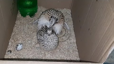 Video thú cưng.Cận cảnh Chim Cút Nhật lông màu vàng đạp mái