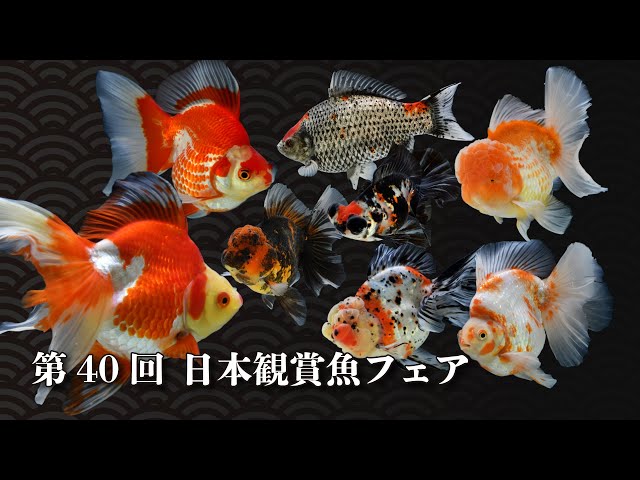 観賞魚資料 第40回日本観賞魚フェア 埼玉県加須市 2025年5月25日【金魚探訪
