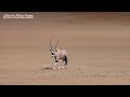 What Are Some Fun Facts About the Gemsbok?