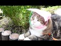 ねこ日記20200713。-Maru&Hana's Diary July 13, 2020.-