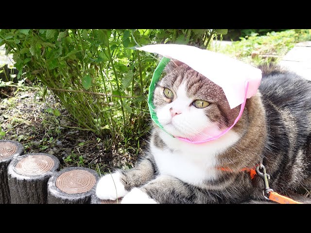 ねこ日記20200713。-Maru&Hanas Diary July 13, 2020.-