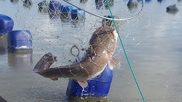 hành trình đi kéo câu giăn( lê nghĩa cần giờ)