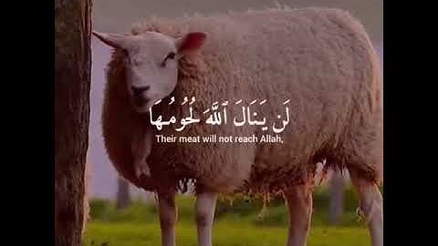 لن ينال الله لحومها ...من أروع التلاوات للشيخ رعد الكردي