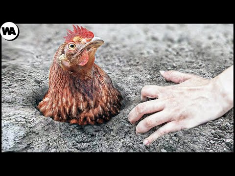 Не Выкапывайте Птиц,