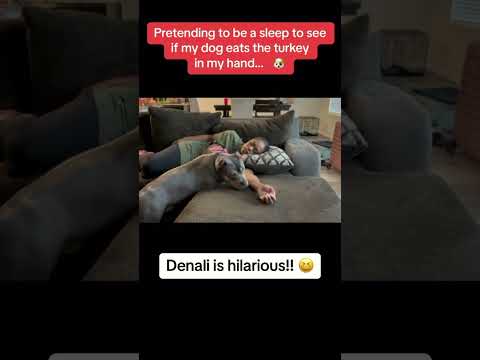Testing My American Bully Puppy?!? Denail is hilarious!! #shorts  #asiaandbj #asiaxbj #americanbully