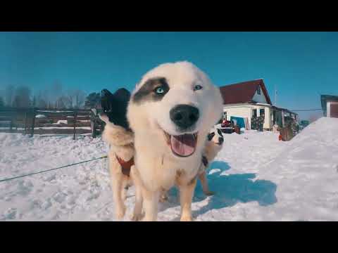 Видео: Восемь якутских лаек, нарта, солнечный день и снег!