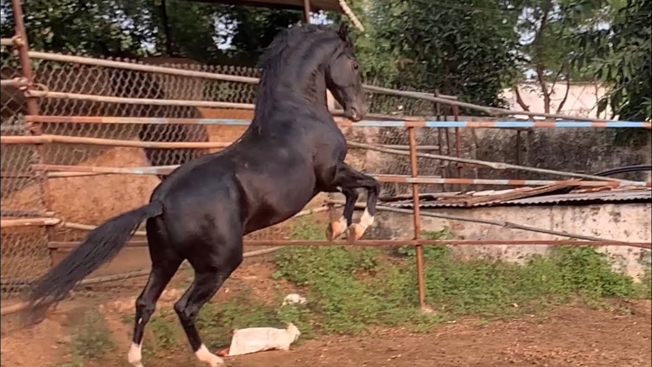 Horse running - YouTube