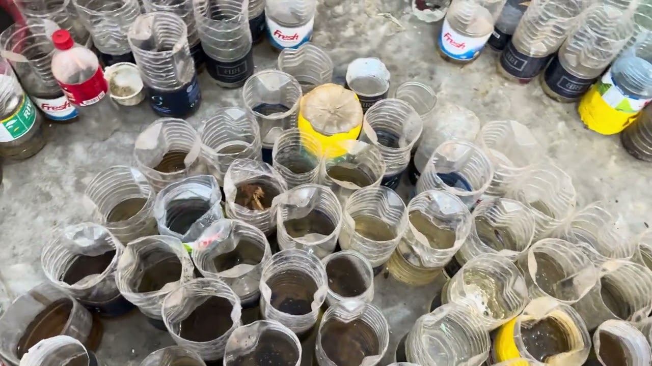 Expert Fish Keeper Reveals My BEST Betta Setup