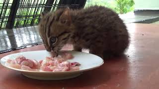 Stray Rusty spotted cat under the care of wildlife officials.