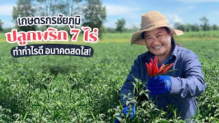 "พริก" เปลี่ยนชีวิตเกษตรกรชัยภูมิ ปลูกพริก 7 ไร่ ทำกำไรดี อนาคตสดใส| เทคโนโลยีชาวบ้าน