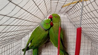 Mitthu Parrot Couple❤ | Animals Ubs by Animals UBS 201 views 2 years ago 1 minute, 18 seconds