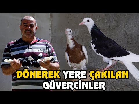 PERVANE GİBİ DÖNEN GÜVERCİNLER! | KUŞADASI ERKAN-RAMAZAN TAŞDEMİR KÜMES ZİYARETİ