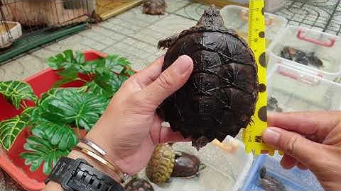 Công bố Giá và đo size kiểm định RÙA nước tại Ú Ù PETSHOP