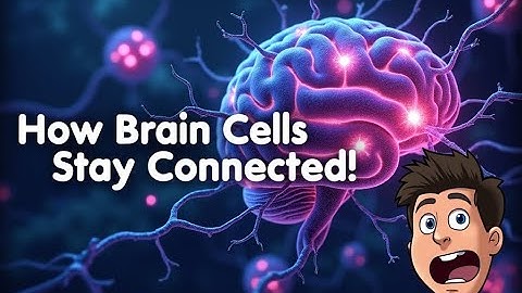 Auburn University’s Breakthrough: How Brain Cells Stay Connected & What It Means for Alzheimer’s