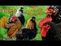 Top20 Most beautiful chicken breeds - Sebrigth, Ayam Cemani,  Dutch Bantam, Silkies, Yokohama fowl