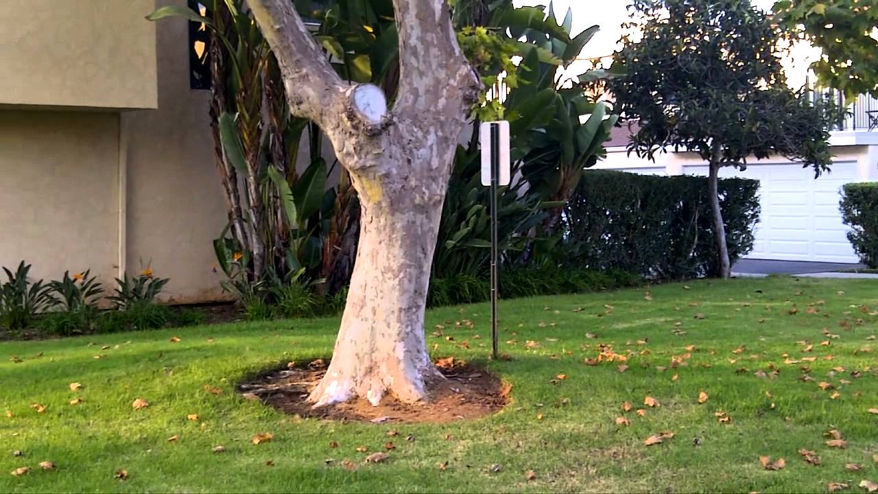 BlackBerry Torch 9850 Video Camera Sample (Sprint)