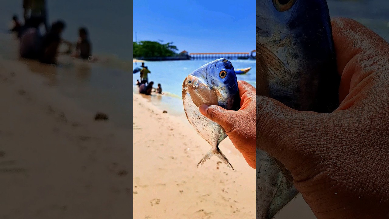 Found dead semarfish and kapasanfish on the beach 