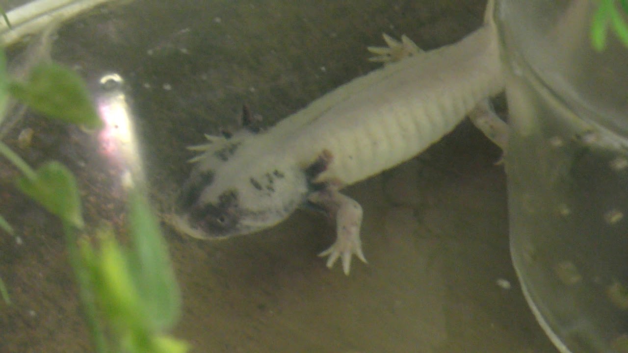 アホロートル ウーパールーパー 東京タワー水族館 17年10月24日 Youtube